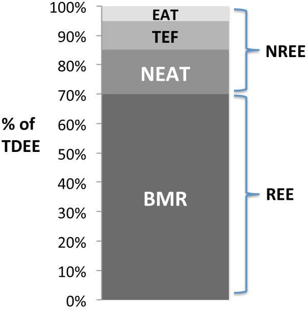 Komponen TDEE & BMR - Nutrisantara